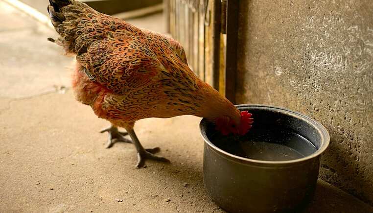 https://cdn11.bigcommerce.com/s-shyzxrg2/product_images/uploaded_images/chicken-drinking-water-from-a-bowl.jpg