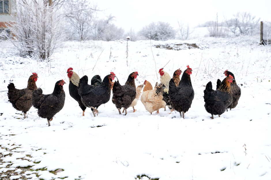 https://www.kalmbachfeeds.com/cdn/shop/articles/chickens_during_winter.jpg?v=1759850370