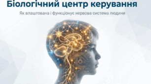 Як влаштована і функціонує нервова система людини