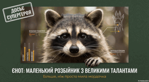 Єноти: від лісових мешканців до домашніх улюбленців