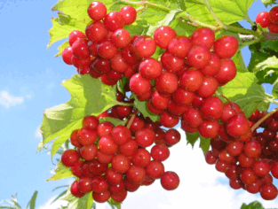 09019wo0-14a2-313x236.png