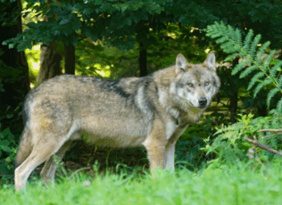 09019woh-d346-316x230.png