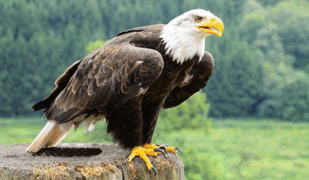 09019wsn-7d45-309x180.png
