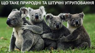 Презентація до уроку: "ЩО ТАКЕ ПРИРОДНІ ТА ШТУЧНІ УГРУПОВАННЯ"