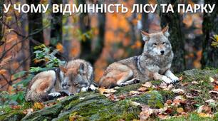 Презентація до уроку: "У ЧОМУ ВІДМІННІСТЬ ЛІСУ ТА ПАРКУ"