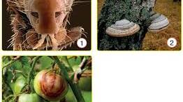 6пп Паразити і хижаки