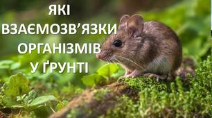 Презентація до уроку: "ЯКІ ВЗАЄМОЗВ’ЯЗКИ ОРГАНІЗМІВ  У ҐРУНТІ"