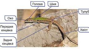 54.Рептилії