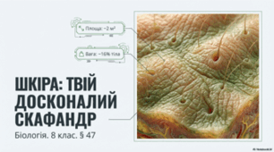 Будова шкіри та її функції. 8 клас НУШ