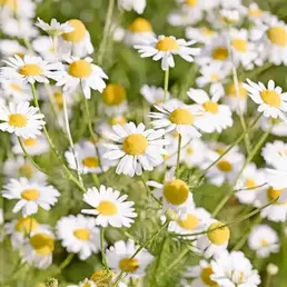 0901aaf7-670e-258x258.webp