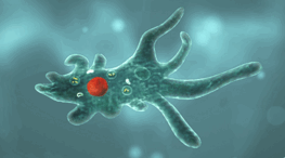 0901aaff-e1a0-263x146.png
