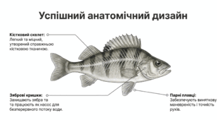 Кісткові риби.Презентація 7 клас