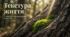 21 березня – Міжнародний день лісів (International Day of Forests)