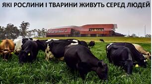Презентація до уроку: "ЯКІ РОСЛИНИ І ТВАРИНИ ЖИВУТЬ СЕРЕД ЛЮДЕЙ"