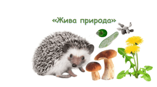 Вивчаємо живу природу Землі