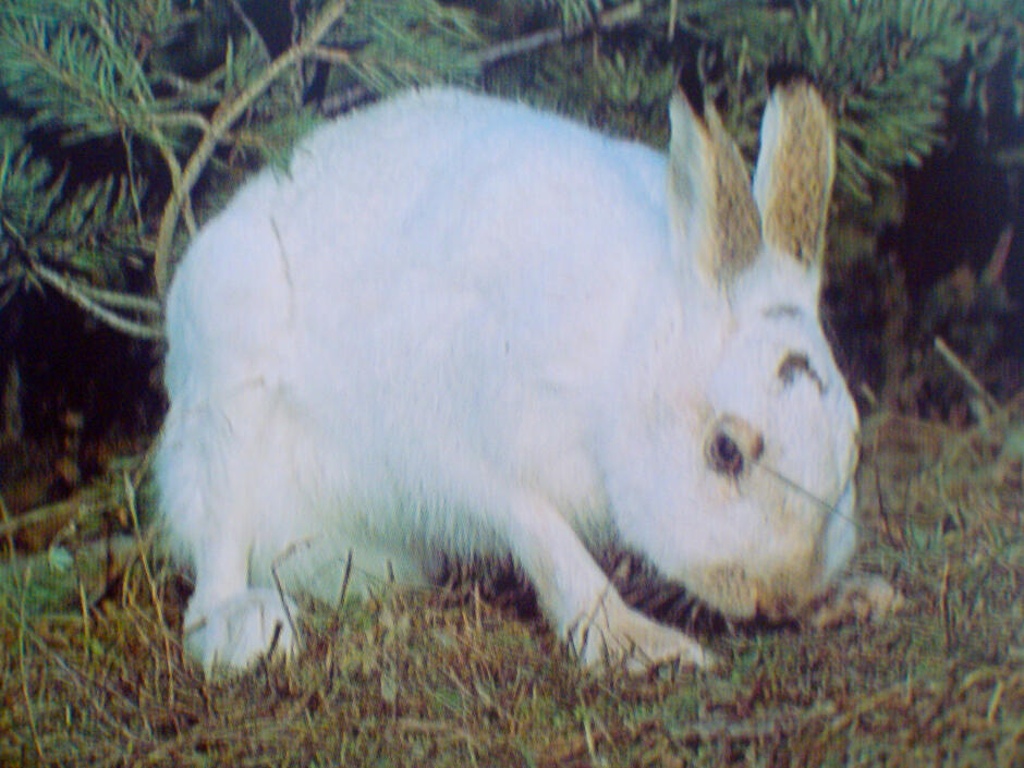 0901aq6x-96ef-940x705.jpg