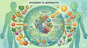 Тема 3 Вітаміни і Ферменти
