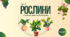 Рослини у моєму домі та біля дому