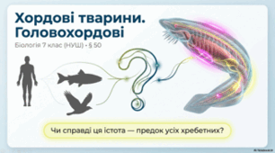 7 клас НУШ. Хордові тварини. Головохордові