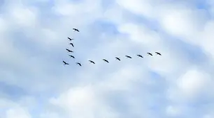 ЧЛЕНИ РЕЧЕННЯ.
