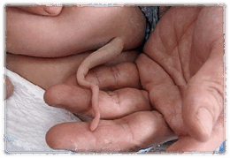 0901b4d1-00bc-260x179.png