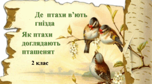 Де  птахи в’ють гнізда. Як птахи   доглядають пташенят.
