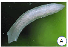 0901b987-3cd5-234x162.png