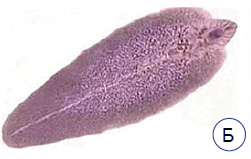 0901b988-4d87-251x159.png