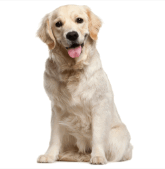 0901b9i2-9219-165x169.png