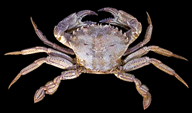 0901b9lt-b94b-192x113.png