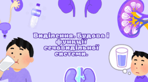 Виділення. Будова і функції сечовидільної системи.