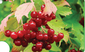 0901bex8-857d-298x184.png