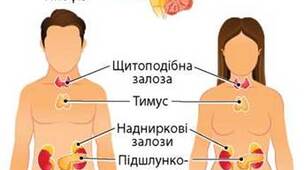 Ендокринна система.8клас НУШ