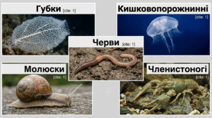 Підведемо підсумки з теми "Безхребетні тварини" (НУШ)