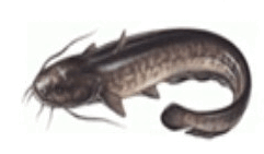 0901bluc-256e-241x141.png