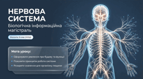 Презентація та робочі аркуші на тему "Нервова система". 8 клас НУШ