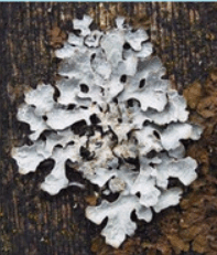0901bw0e-3477-246x288.png