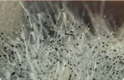 0901bw0r-1cf7-264x170.png