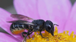 Презентація. Інфографіка. Ментальна карта 🏡🐝🌼🍯Аптека у вулику. Наука, історія та практика апітерапії