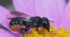 Презентація. Інфографіка. Ментальна карта 🏡🐝🌼🍯Аптека у вулику. Наука, історія та практика апітерапії