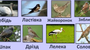 Кросворд "Перелітні птахи"
