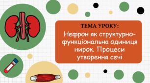 Нефрон як структурно-функціональна одиниця нирок. Процеси утворення сечі