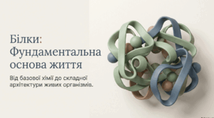 Презентація "Білки"