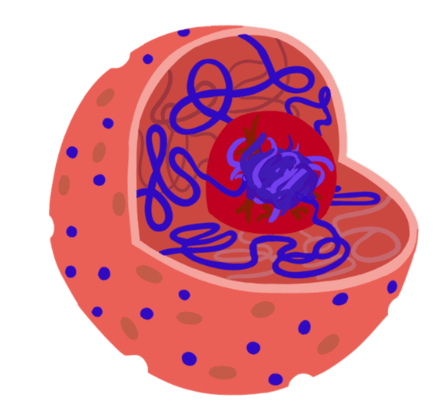 0901c8o4-f460-448x404.png