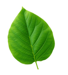 0901c905-f964-258x288.png