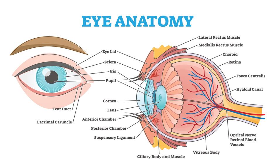 the structure of the human eye, створено за допомогою ШІ