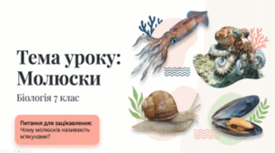 7 клас НУШ. Молюски