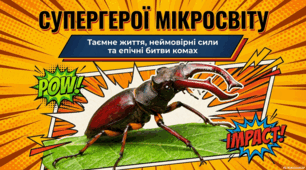 Дивовижний світ комах: факти та екологічна роль