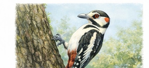 0901c9u1-bfc8-300x137.png