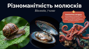 7 клас НУШ. Різноманітність молюсків